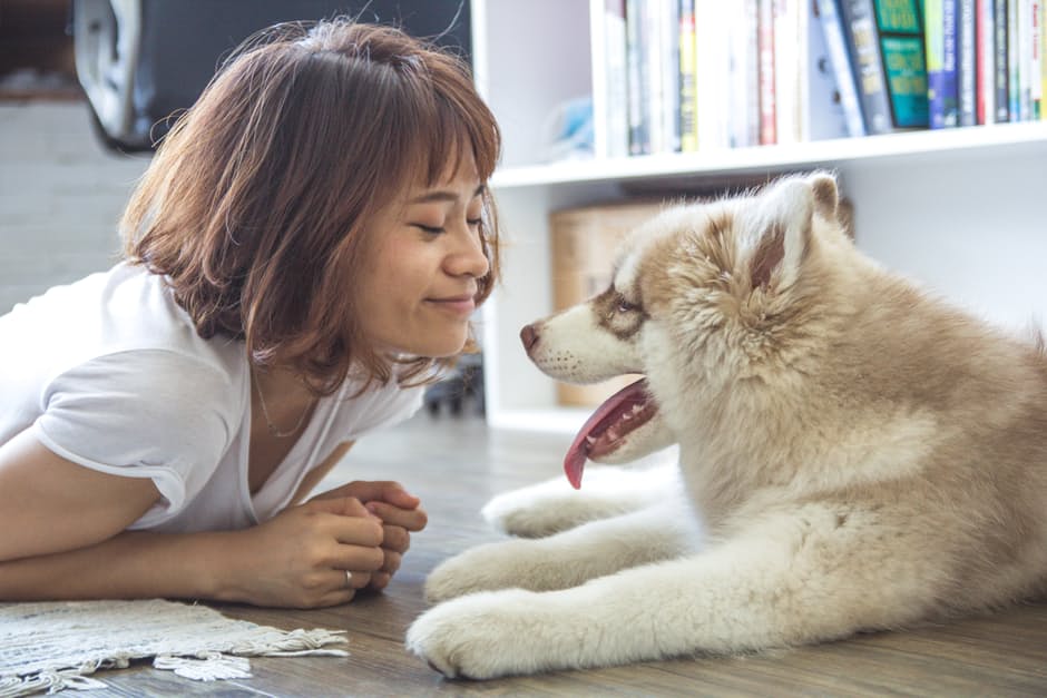 American Pets Valentine