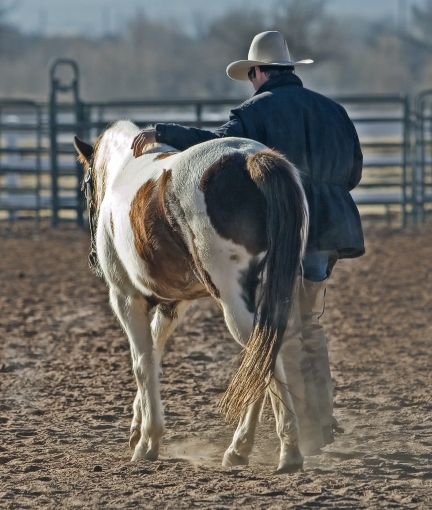 Ranching has been in Crowe’s family for generations