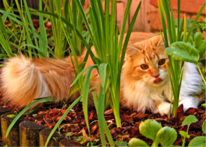Cat in flowerbed