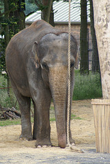 elephant indore champa