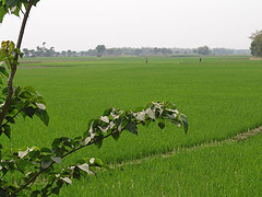 112977671_9a8ef9f4b9_m - Rice Field by Nanda Sunu