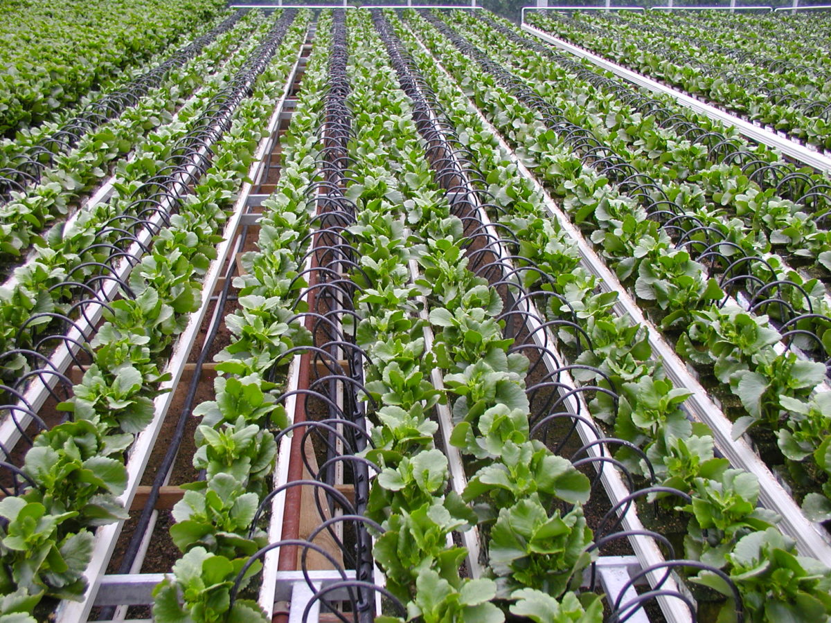 Increasing Crop Production By Using Drip Irrigation System ...
