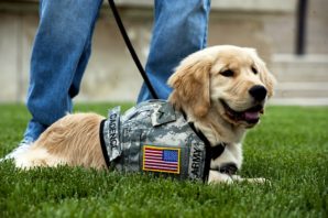 Make-your-dog-a-service-dog