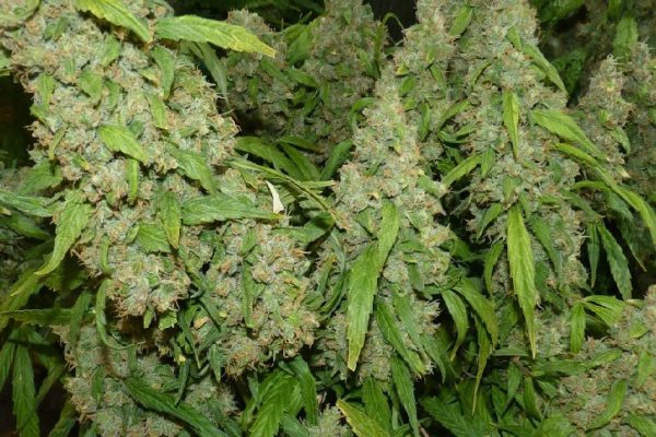The Health Benefits of the Marijuana Plant