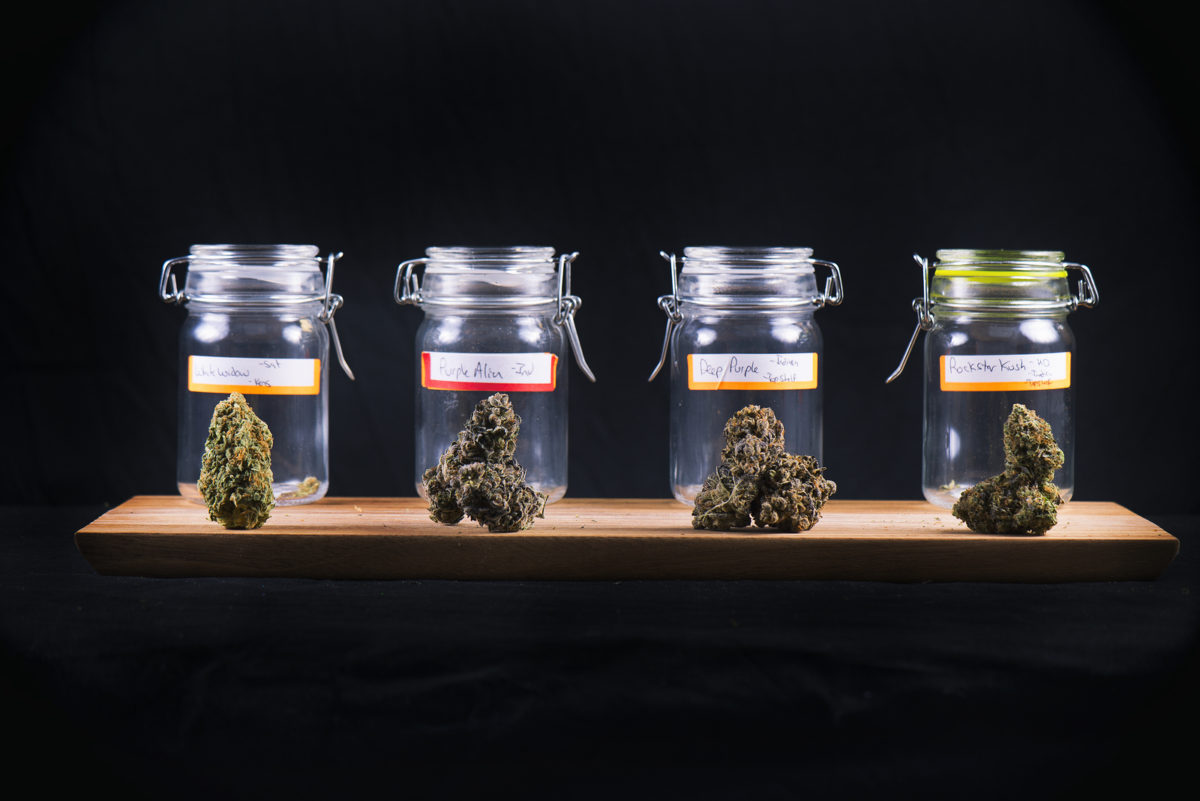 Assorted cannabis bud strains and glass jars isolated on black b