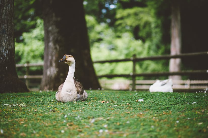 Geese are quite a number in Julia’s farm